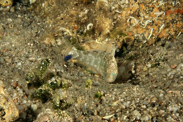 Symphodus cinereus ( Bonnaterre, 1788) di notte